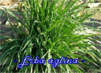 ERBA AGLINA-(ALLIUM TUBEROSUM)