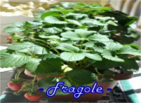 FRAGOLA FRAGOO-(FRAGOLA 4 STAGGIONI)