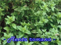 MENTA ROMANA-(MENTHA PELEGIUM)