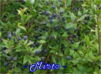 MIRTO COMMUNIS-(MYRTUS COMMUNIS)