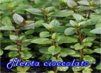 MENTA CIOCCOLATO-(MENTHA CIOCCOLATO)