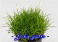 ERBA GATTO
